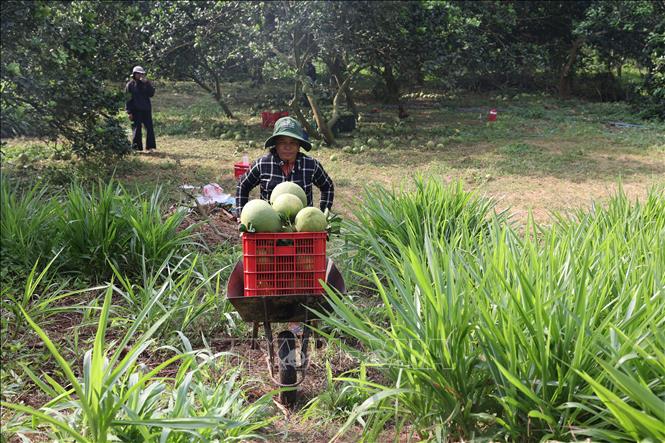 Sản lượng bưởi vụ Tết 2025 cũng tăng cao nên nhiều nông dân phấn khởi. Ảnh: Hoàng Nhị - TTXVN