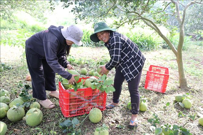 Thu hoạch bưởi tại vườn của gia đình ông Cao Đức Phú, xã Sông Xoài, thị xã Phú Mỹ, tỉnh Bà Rịa-Vũng Tàu. Ảnh: Hoàng Nhị - TTXVN