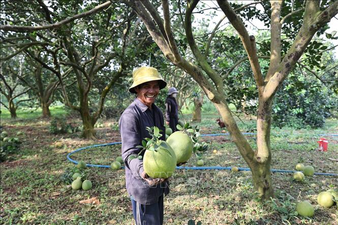 Ông Cao Đức Phú xã Sông Xoài, thị xã Phú Mỹ thu hoạch vườn bưởi bán vụ Tết 2025. Ảnh: Hoàng Nhị - TTXVN