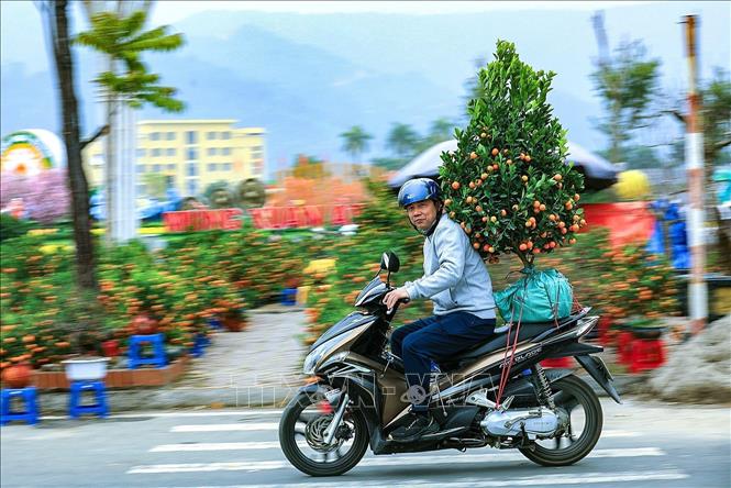 Người dân vận chuyển quất cảnh về nhà chơi tết trên đường phố Hòa Bình. Ảnh: Trọng Đạt - TTXVN