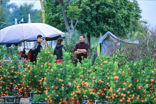 Đào, quất được bày bán nhiều tại quảng trường Hòa Bình. Ảnh: Trọng Đạt - TTXVN