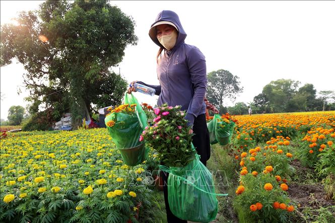 Khách mua hoa ngay trên cánh đồng hoa Tân Ba. Ảnh: Hồng Đạt - TTXVN
