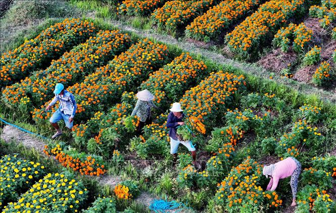 Thu hoạch hoa ở làng hoa Tân Ba, phường Thái Hòa, thành phố Tân Uyên, tỉnh Bình Dương. Ảnh: Hồng Đạt - TTXVN
