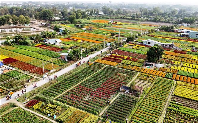 Làng hoa Tân Ba như những thảm hoa trong những ngày giáp Tết. Ảnh: Hồng Đạt - TTXVN
