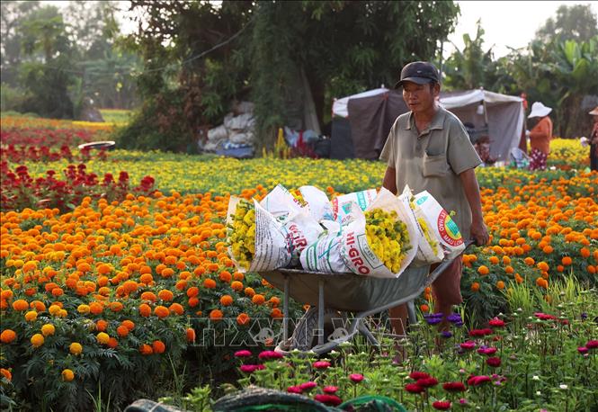 Những bó hoa được vận chuyển từ cánh đồng hoa Tân Ba để giao trực tiếp cho khách hàng. Ảnh: Hồng Đạt - TTXVN
