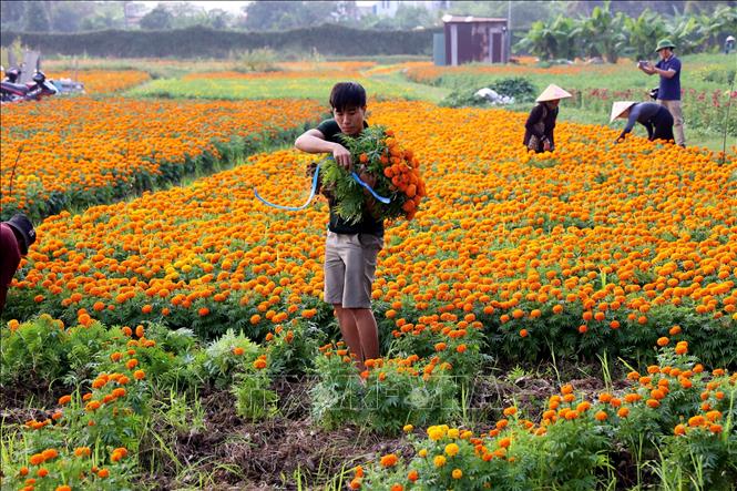 Hình ảnh dễ bắt gặp trên cánh đồng hoa Tân Ba những ngày giáp Tết. Ảnh: Hồng Đạt - TTXVN
