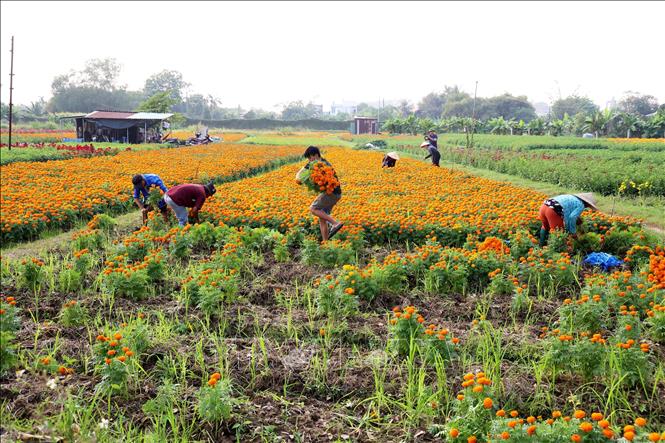 Thu hoạch hoa ở làng hoa Tân Ba, phường Thái Hòa, thành phố Tân Uyên, tỉnh Bình Dương. Ảnh: Hồng Đạt - TTXVN
