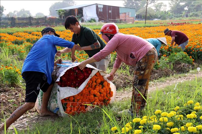 Người làng hoa Tân Ba bó hoa trên cánh đồng để chuyển đi tiêu thụ. Ảnh: Hồng Đạt - TTXVN
