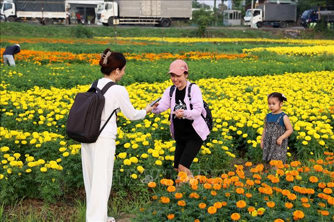 Du khách check-in cánh đồng hoa Tân Ba, phường Thái Hòa, thành phố Tân Uyên, tỉnh Bình Dương. Ảnh: Hồng Đạt - TTXVN
