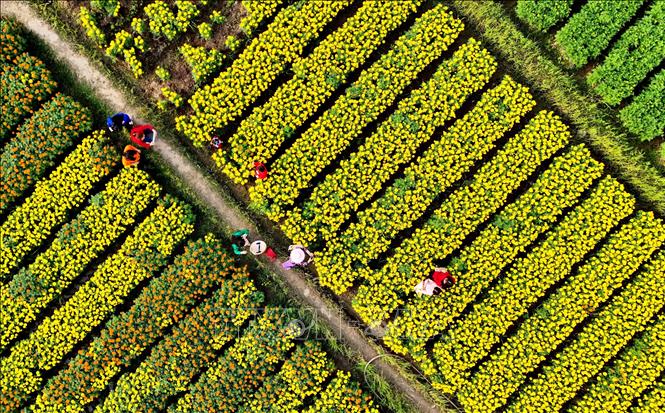 Làng hoa Tân Ba như những thảm hoa trong những ngày giáp Tết. Ảnh: Hồng Đạt - TTXVN
