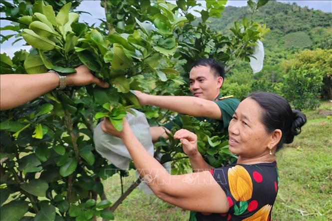 Chuyển đổi cây trồng kém hiệu quả sang trồng các loại cây ăn quả phù hợp với điều kiện khí hậu, thổ nhưỡng cũng là hướng đi giúp đồng bào vùng cao Mường Lát thoát nghèo. Ảnh: TTXVN phát