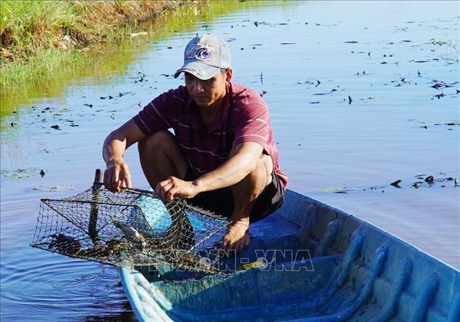 Nông dân xã Hưng Yên, huyện An Biên thu hoạch cua biển ngày giáp Tết. Ảnh: Văn Sĩ - TTXVN                                