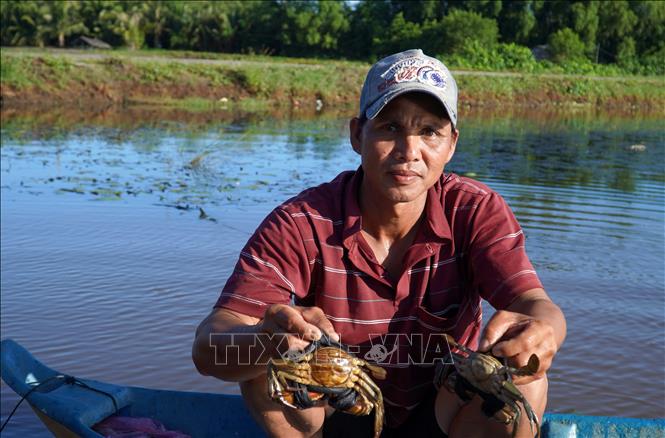 Ông Nguyễn Văn Trưng, xã Hưng Yên, huyện An Biên phấn khởi khi bán cua biển những ngày giáp Tết được giá cao. Ảnh: Văn Sĩ - TTXVN                               