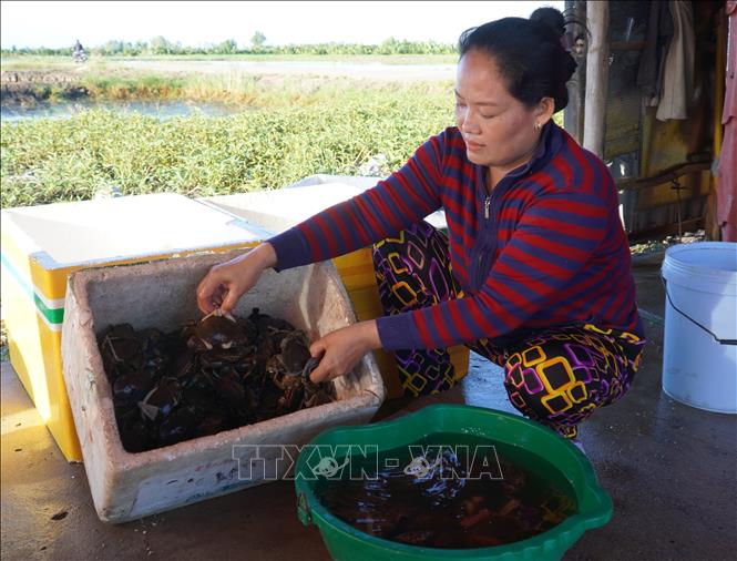 Nông dân U Minh Thượng (Kiên Giang) phân loại cua biển trước khi bán cho thương lái. Ảnh: Văn Sĩ - TTXVN                             