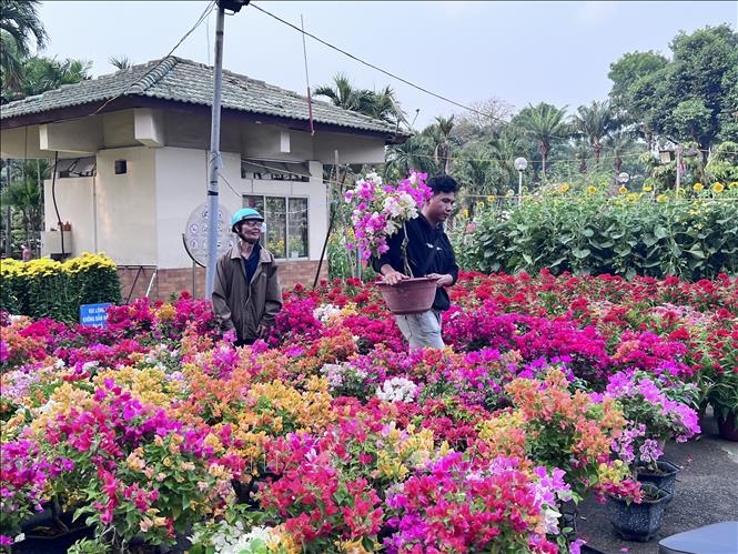 Nhiều người dân lựa chọn mua hoa ở Công viên Gia Định chiều 26/1 (nhằm ngày 27 tháng Chạp). Ảnh: Anh Tuấn - TTXVN