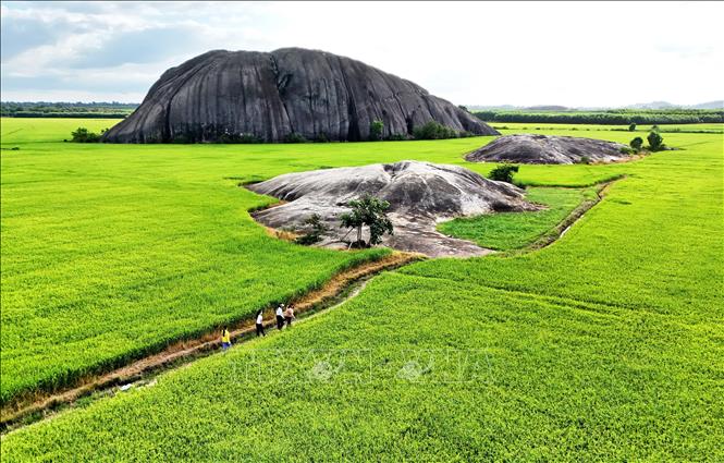 Khung cảnh nên thơ thắng cảnh núi đá Chữ Thập giữa cánh đồng lúa Phú Điền xanh ngút ngàn. Ảnh: Hồng Đạt - TTXVN
