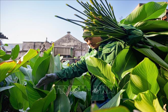 Dong leaf is an indispensable part when wrapping banh chung. Dong leaves and giang strings have to be washed carefully in order to preserve the taste of the cake. VNA Photo: Phạm Tuấn Anh