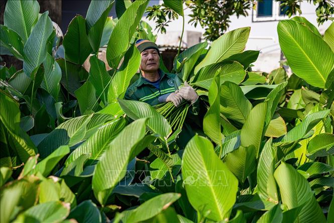 The farming of Dong leaves has been practiced by the people in Trang Cat since the village was founded and passed down from generation to generation. About 90% of the villagers plant the tree. VNA Photo: Phạm Tuấn Anh