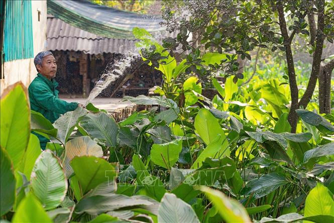 Planted once, Dong trees can be harvested ‘forever’ as when the leaves are cut, the new ones will grow. VNA Photo: Phạm Tuấn Anh