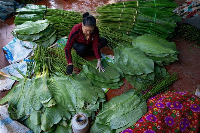 Dong leaves from Trang Cat Village are favored for the being soft as well as having catchy color and odor, thanks to the local soil physical properties. VNA Photo: Phạm Tuấn Anh