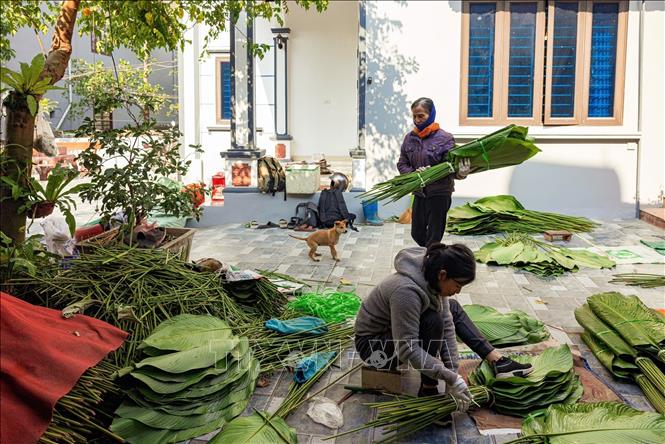 Dong leaves from Trang Cat Village are favored for the being soft as well as having catchy color and odor, thanks to the local soil physical properties. VNA Photo: Phạm Tuấn Anh