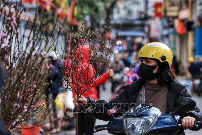 Người dân lựa chọn cành đào đem về cắm trong gia đình trong những ngày Tết cổ truyền. Ảnh: Tuấn Anh  - TTXVN 