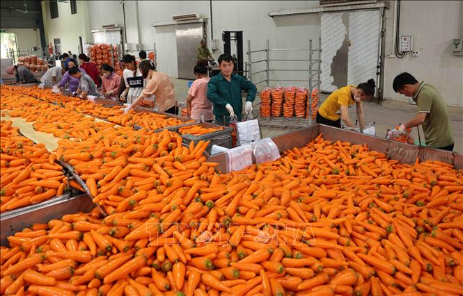 Mỗi tháng, cơ sở Trần Văn Hoàng, xã Đức Chính, huyện Cẩm Giàng xuất khẩu khoảng 1.500 tấn cà rốt phục vụ thị trường trong nước và xuất khẩu sang Hàn Quốc, Nhật Bản, Malaysia và Dubai. Ảnh: Vũ Sinh - TTXVN