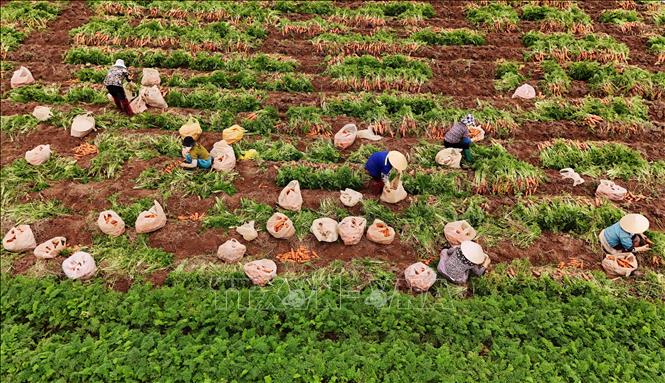 Huyện Cẩm Giàng là địa phương có diện tích trồng cà rốt nhiều nhất tỉnh Hải Dương, với diện tích năm 2024-2025 là 495ha. Ảnh: Vũ Sinh - TTXVN