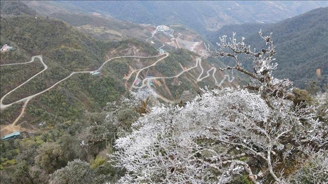Frost covers the branches in Mu Cang Chai forest. VNA Photo