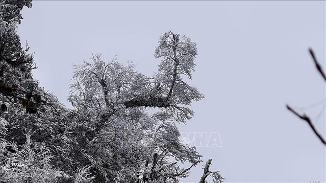 Frost covers the branches in Mu Cang Chai forest. VNA Photo