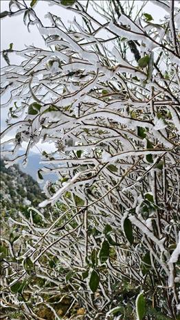 Frost covers the branches in Mu Cang Chai forest. VNA Photo
