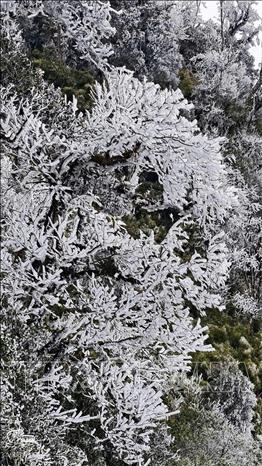 Frost covers the branches in Mu Cang Chai forest. VNA Photo