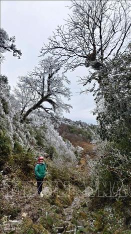 Frost covers the branches in Mu Cang Chai forest. VNA Photo