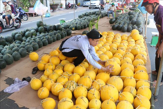Dưa hấu vỏ vàng tại Chợ dưa Xuân 2025 thành phố Cao Lãnh ( Đồng Tháp). Ảnh: Nguyễn Văn Trí-TTXVN