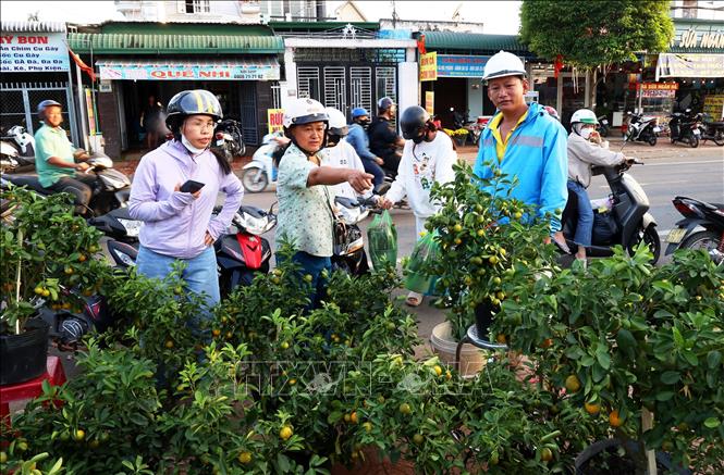 Khách chọn mua quất tại chợ hoa Tết Đạ Tẻh chiều cuối năm. Ảnh: Hồng Đạt - TTXVN
