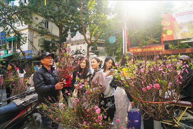 Peach blossoms are the most prefered in spring and during traditional Tet celebration in the northern region. VNA Photo