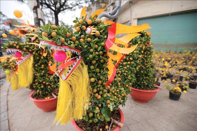 The dragon-shaped ornamental kumquat trees on sale at a flower market in Hoang Mai district of Hanoi. VNA Photo