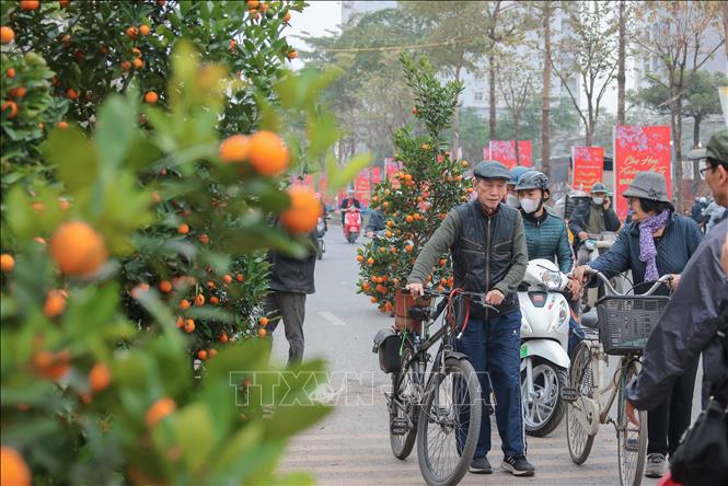 The kumquat tree is seen as a symbol of hope and good luck. VNA Photo