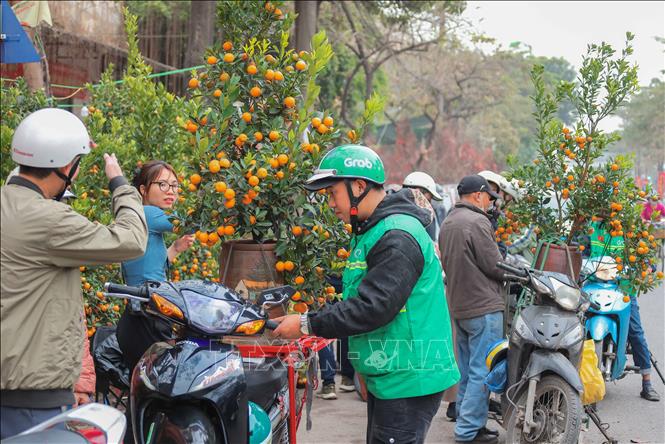 People buy a lush kumquat tree with golden fruits and green leaves, hoping to commence a prosperous year that brings wealth and good fortune to family members. VNA Photo