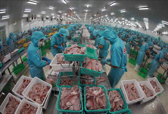 Chế biến cá tra xuất khẩu tai nhà máy của tập đoàn Sao Mai (An Giang). Ảnh: Vũ Sinh - TTXVN