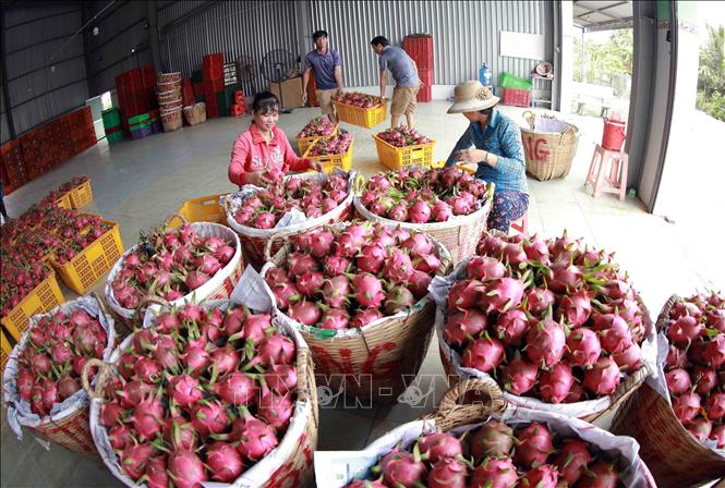 Xuất khẩu rau quả năm 2024 cán mốc kỷ lục 7,2 tỷ USD, cao hơn 1,6 tỷ USD so với năm 2023. Xuất khẩu gạo năm 2024 lập kỷ lục cả về sản lượng và giá trị với 9 triệu tấn, trị giá 5,8 tỷ USD. Ảnh: Vũ Sinh - TTXVN 
