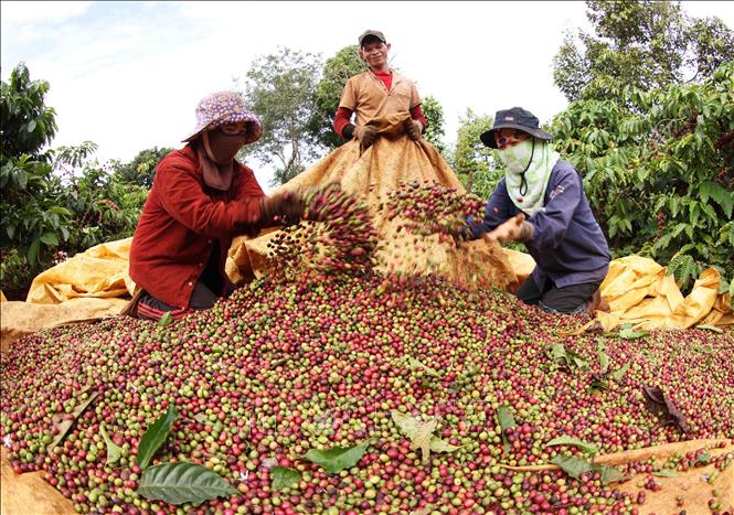  Thu hoạch cà phê của hộ Đặng Thị Liên, xã IaYok, huyện IaGRai, tỉnh Gia Lai. Ảnh: Vũ Sinh - TTXVN