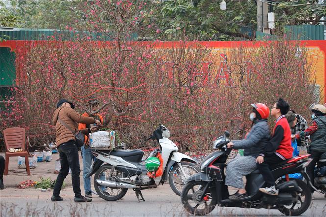 Peach blossoms are more than a decoration item as their vivid beauty and profound meaning form a big part of the life of Vietnamese people whenever Tet comes. VNA Photo