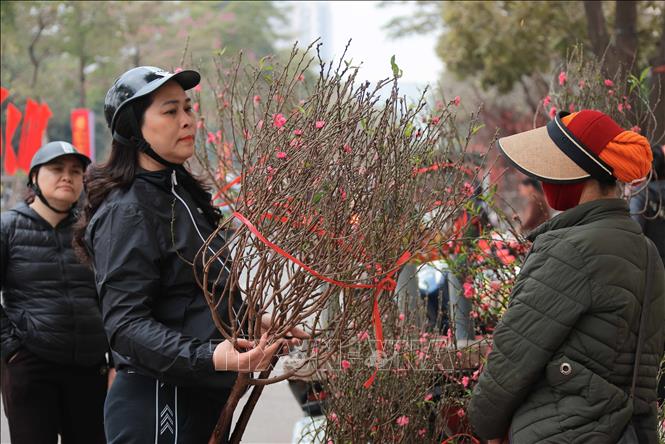 Peach blossoms are more than a decoration item as their vivid beauty and profound meaning form a big part of the life of Vietnamese people whenever Tet comes. VNA Photo