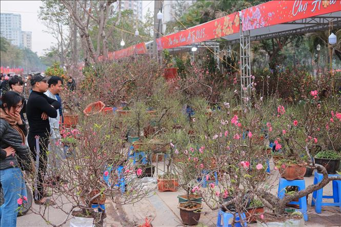 Peach blossoms are considered a demonstration of novelty, proliferation and development, so it can deliver health, peace and good luck to people when a new year comes. VNA Photo