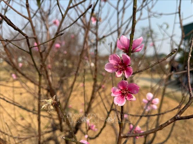 Peach blossoms are considered a demonstration of novelty, proliferation and development, so it can deliver health, peace and good luck to people when a new year comes. VNA Photo