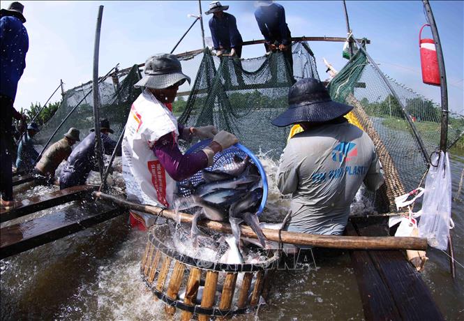 Hộ nông dân Nguyễn Văn Sơn ở xã Mỹ Hoà Hưng, thành phố Long Xuyên, tỉnh An Giang, có 2,5 ha nuôi cá tra thương phẩm liên kết với Tập đoàn Sao Mai (tỉnh An Giang), mỗi năm thu lãi khoảng 2 tỷ đồng. Ảnh: Vũ Sinh – TTXVN