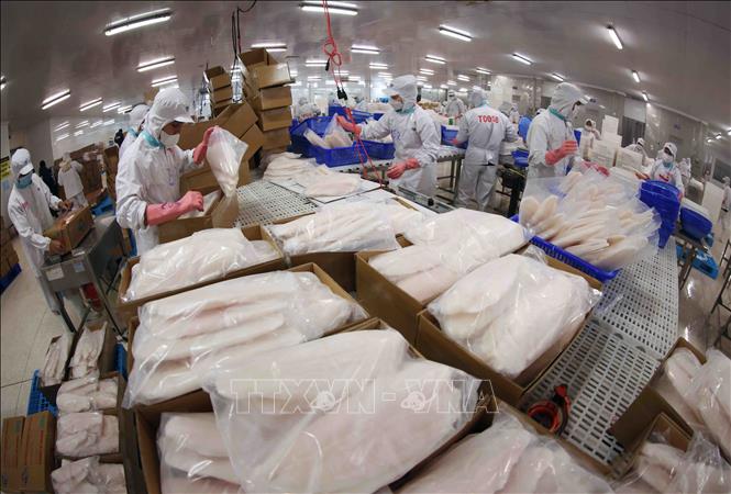 Đóng gói sản phẩm cá tra phục vụ xuất khẩu ở nhà máy của Tập đoàn Sao Mai (tỉnh An Giang). Ảnh: Vũ Sinh – TTXVN