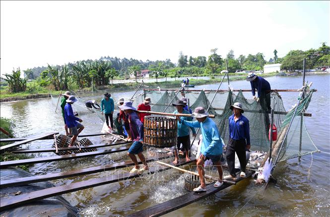 Thu hoạch cá tra ở hộ nông dân Nguyễn Văn Sơn (Xã Mỹ Hoà Hưng, thành phố Long Xuyên, tỉnh An Giang), hộ nuôi cá tra thương phẩm liên kết với Tập đoàn Sao Mai (tỉnh An Giang). Ảnh: Vũ Sinh – TTXVN