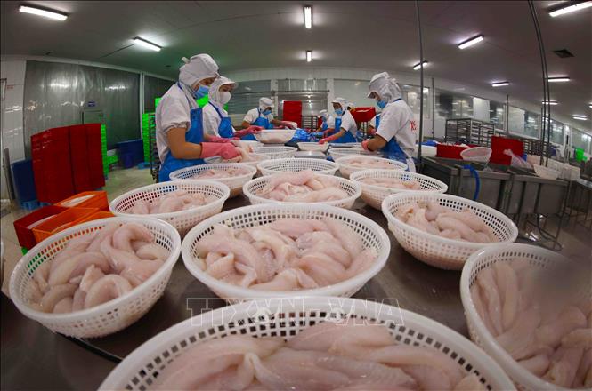 Phân loại cá tra trước khi cấp đông phục vụ xuất khẩu ở nhà máy của Tập đoàn Sao Mai (tỉnh An Giang). Ảnh: Vũ Sinh – TTXVN
